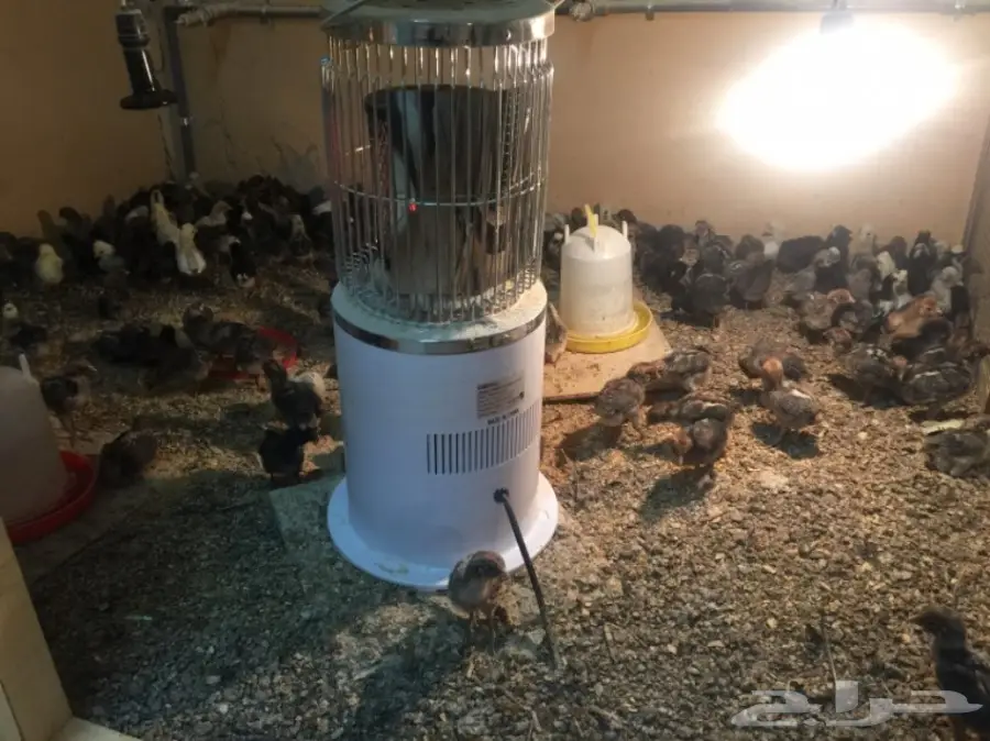 مشروع دواجن وطيور- استراحه - فيومي - للتقبيل  (image 19)