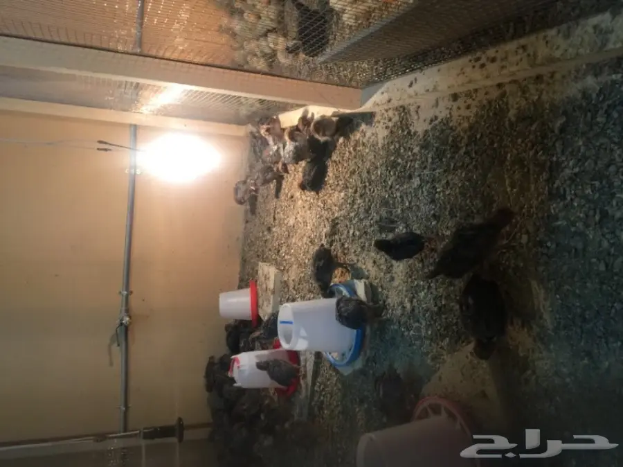 مشروع دواجن وطيور- استراحه - فيومي - للتقبيل  (image 20)