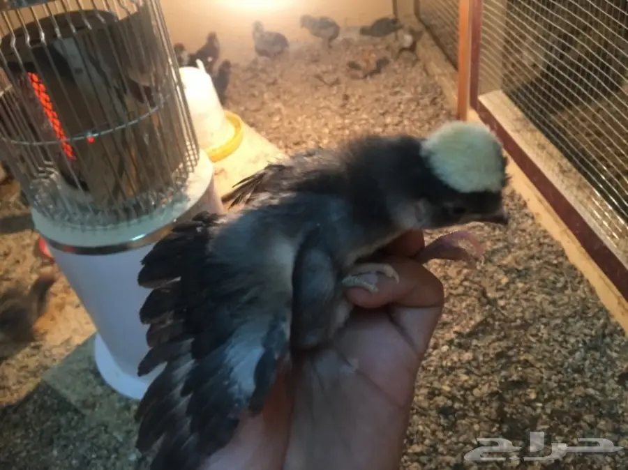 مشروع دواجن وطيور- استراحه - فيومي - للتقبيل  (image 21)