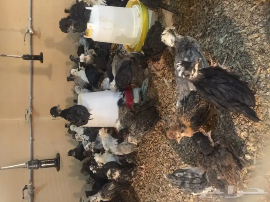 مشروع دواجن وطيور- استراحه - فيومي - للتقبيل  (image 22)