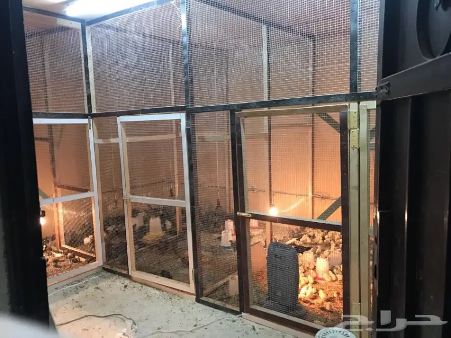 مشروع دواجن وطيور- استراحه - فيومي - للتقبيل  (image 24)