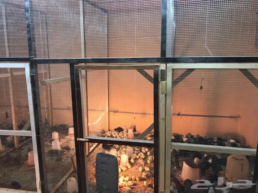 مشروع دواجن وطيور- استراحه - فيومي - للتقبيل  (image 25)