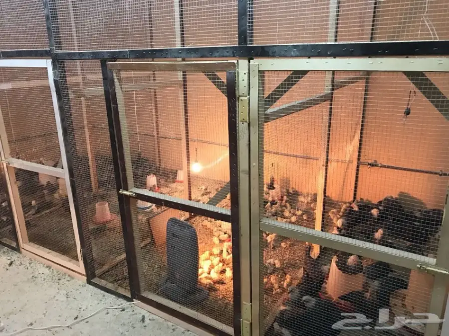 مشروع دواجن وطيور- استراحه - فيومي - للتقبيل  (image 26)