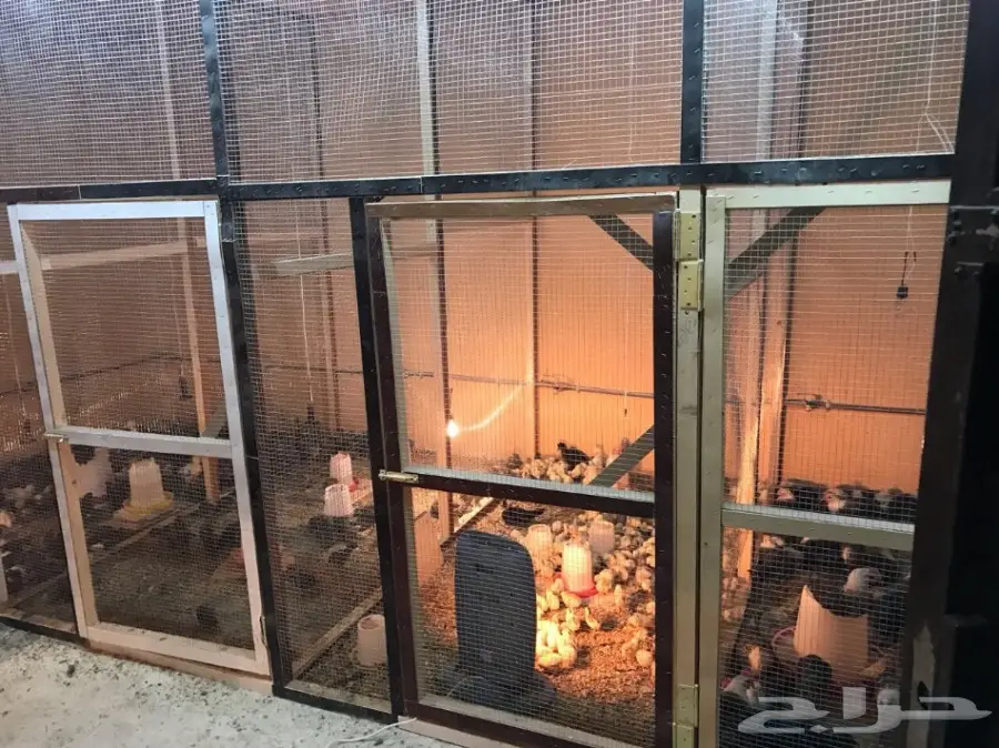 مشروع دواجن وطيور- استراحه - فيومي - للتقبيل  (image 27)
