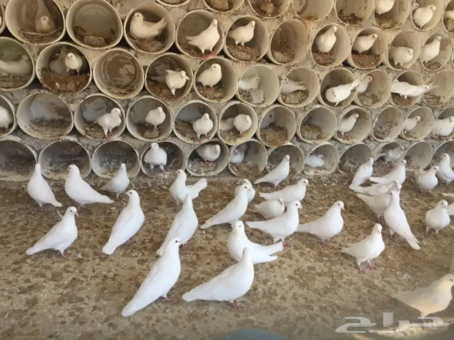 مشروع دواجن وطيور- استراحه - فيومي - للتقبيل  (image 29)