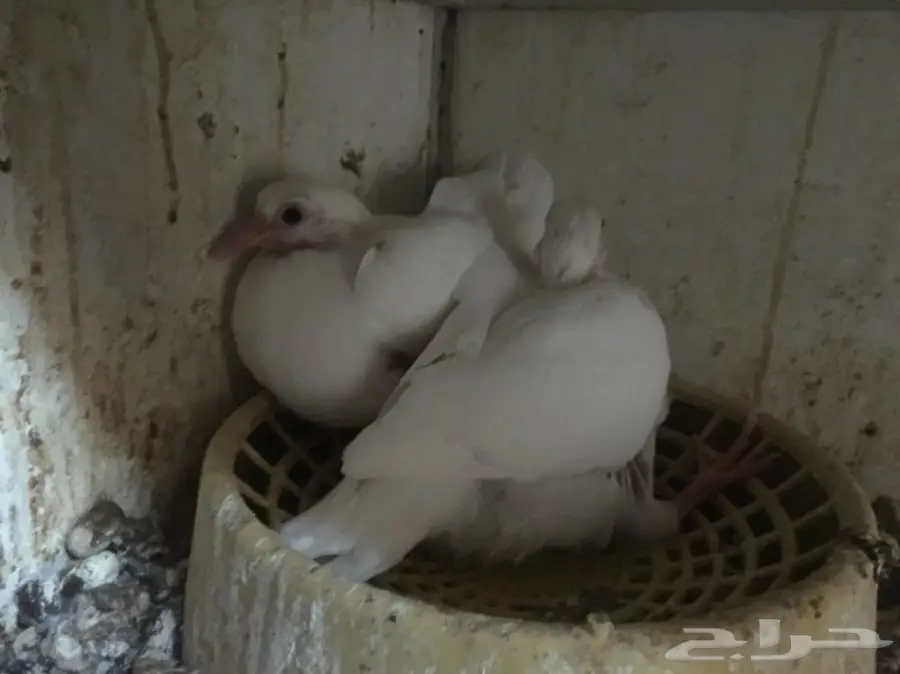 حمام فرنسي للبيع 