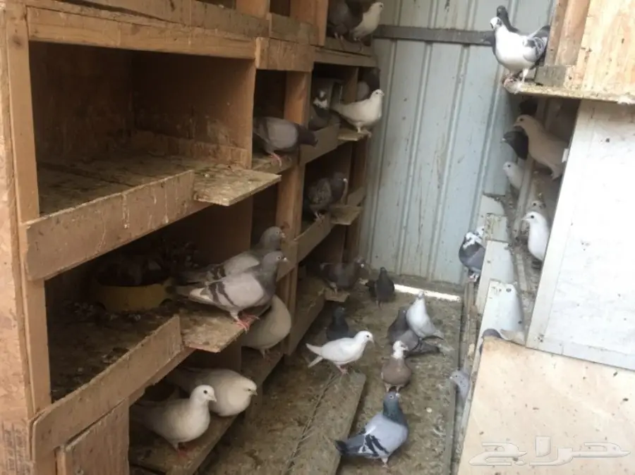 حمام فرنسي للبيع  (image 1)