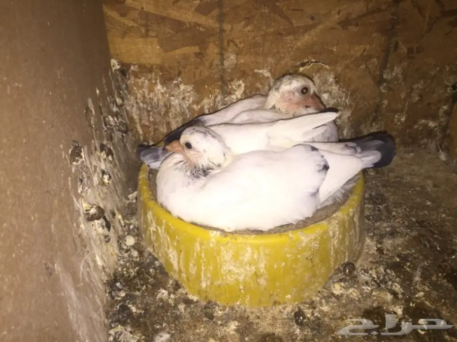 حمام فرنسي للبيع  (image 2)