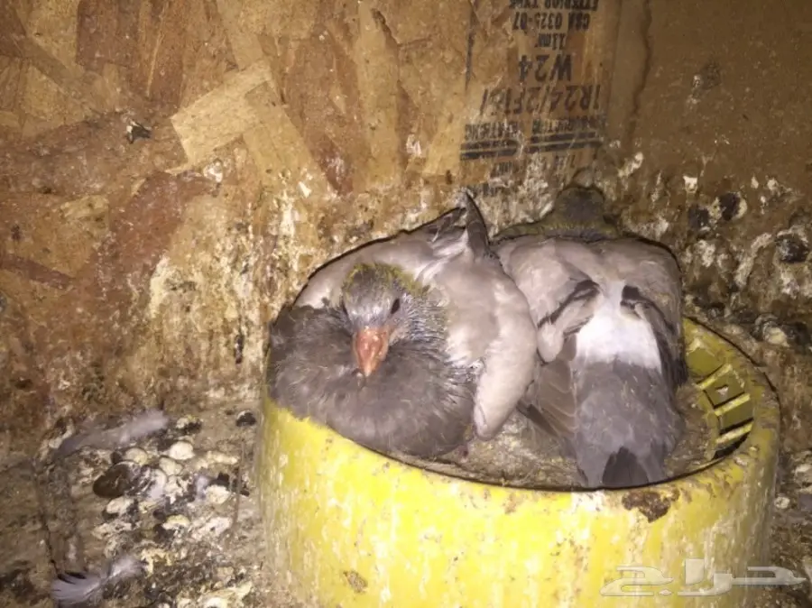 حمام فرنسي للبيع  (image 3)