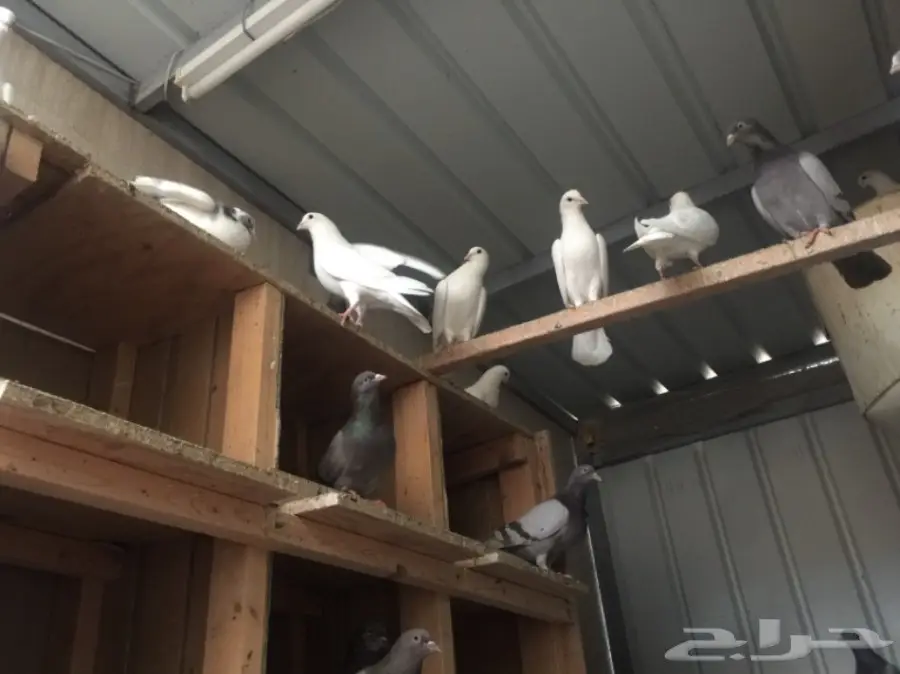 حمام فرنسي للبيع  (image 4)