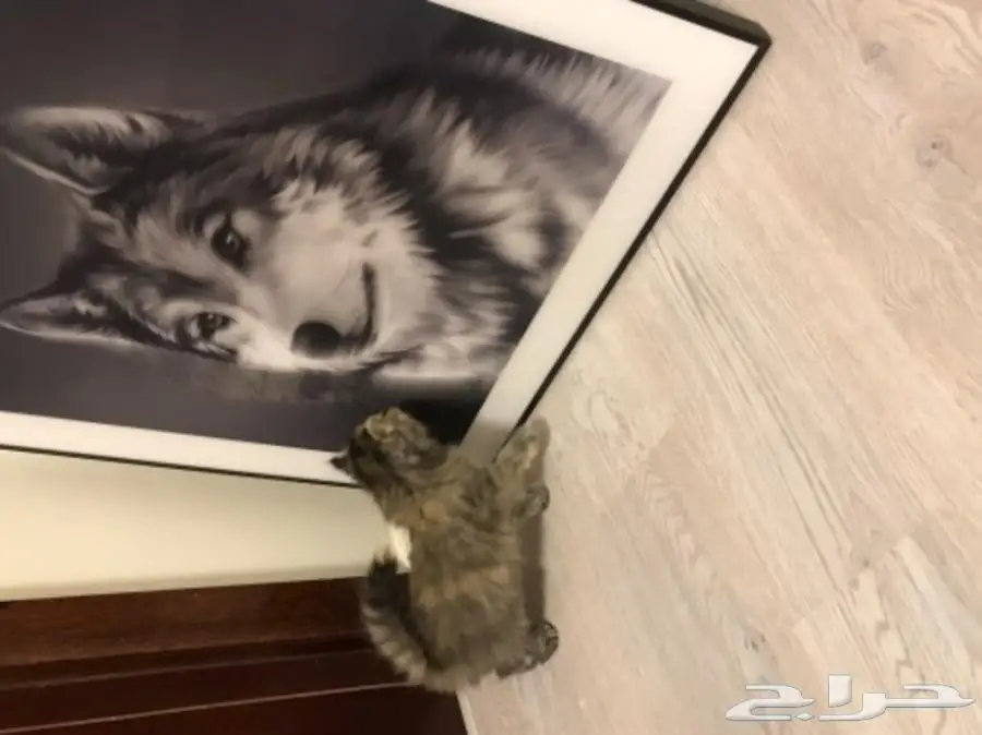 كتن شيرازيه عمرها 45 يوم  (image 3)