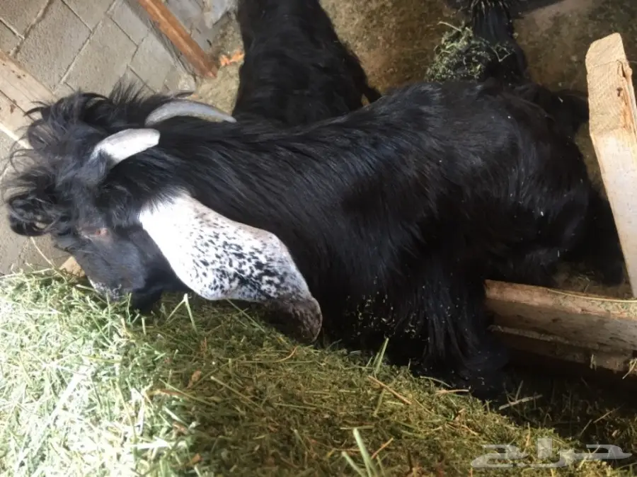 تيس طيب للبيع 