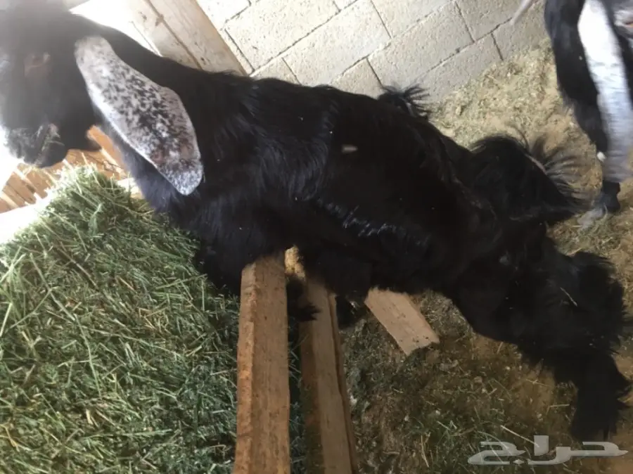 تيس طيب للبيع  (image 1)