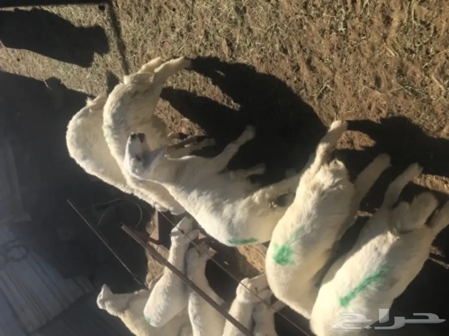 غنم تربيه (image 1)