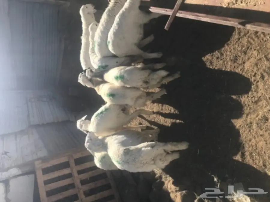 غنم تربيه (image 2)