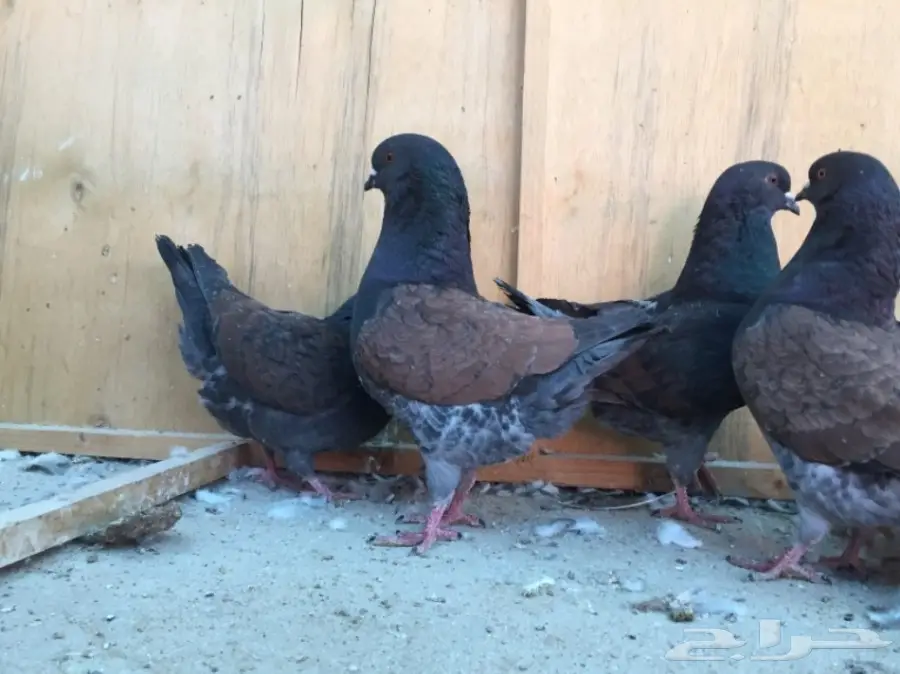 حمام كنق (image 1)