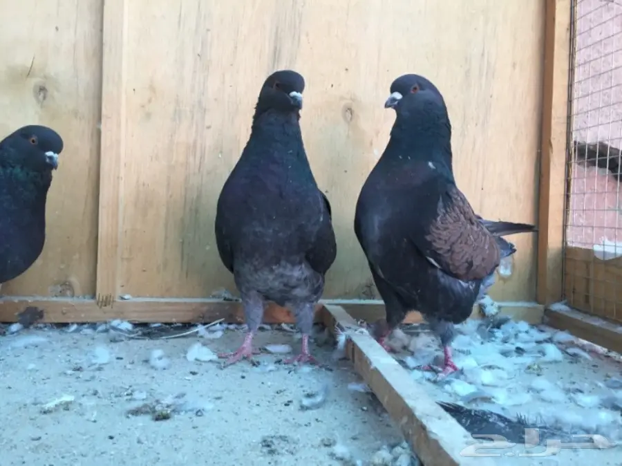 حمام كنق (image 2)