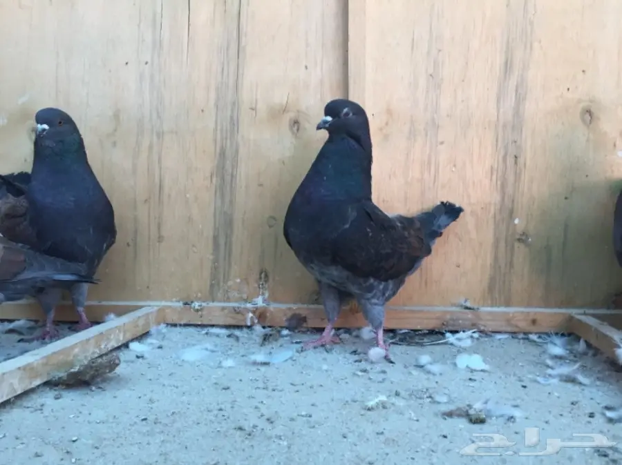 حمام كنق (image 3)