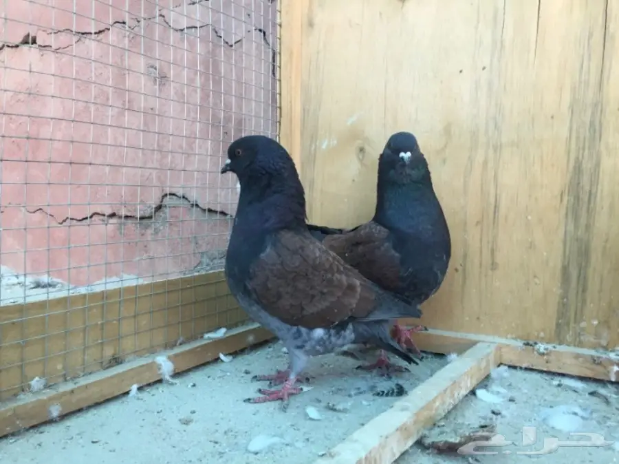 حمام كنق (image 4)