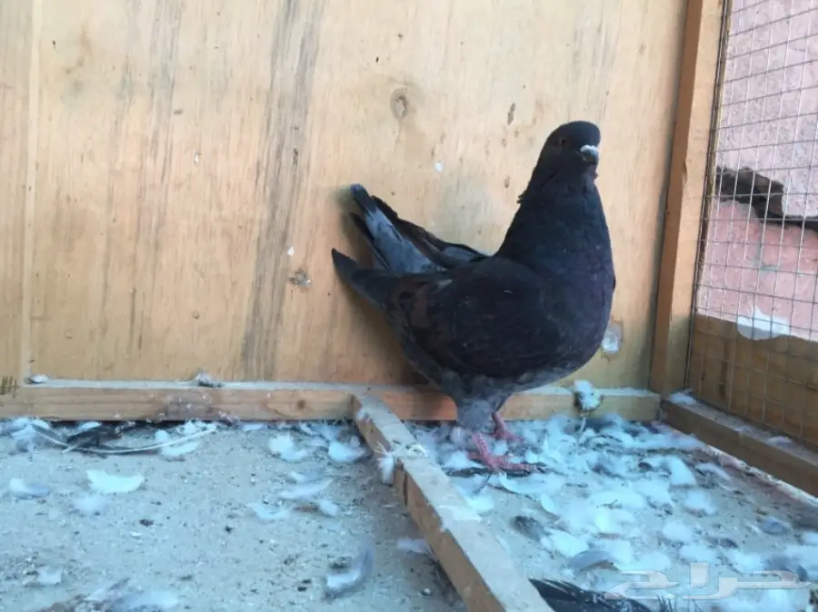 حمام كنق (image 5)