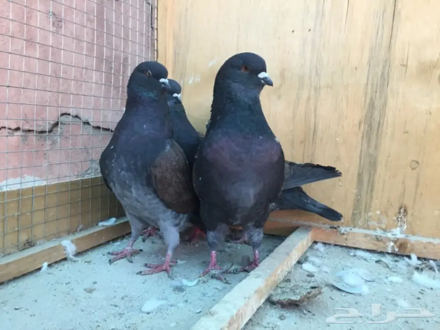 حمام كنق (image 6)