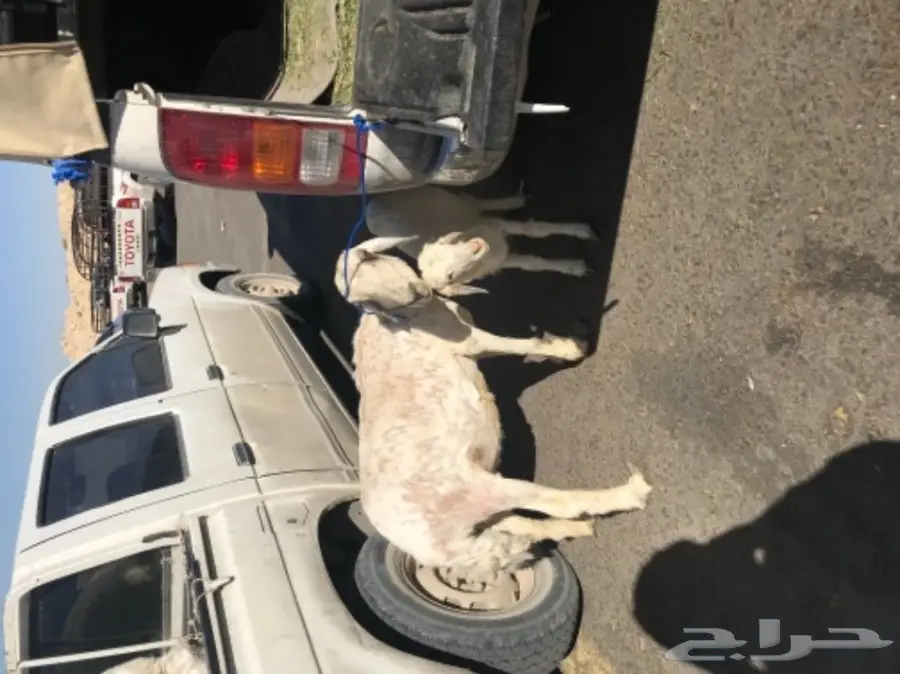 حريه متبع (image 1)