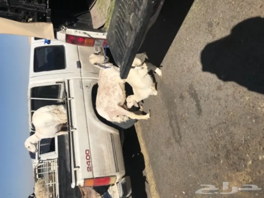 حريه متبع (image 2)