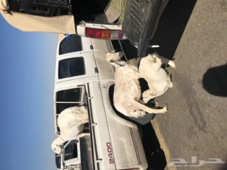 حريه متبع (image 3)