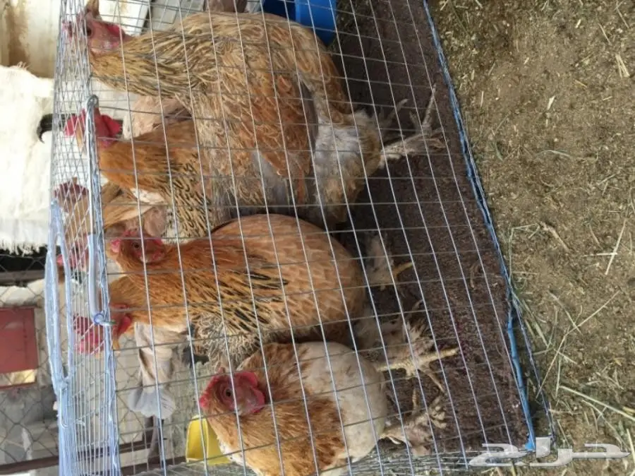 دجاج مهجن براهما