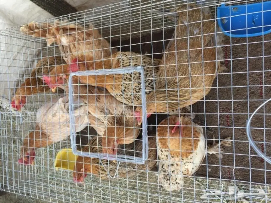 دجاج مهجن براهما (image 1)