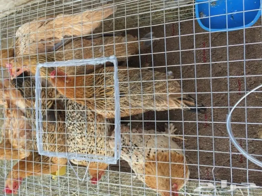 دجاج مهجن براهما (image 2)