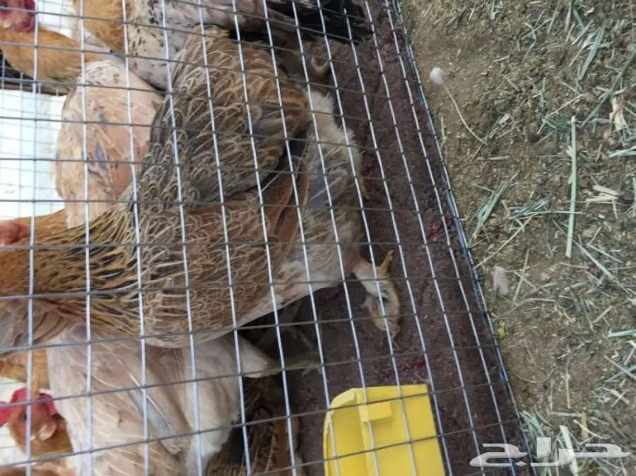 دجاج مهجن براهما (image 3)