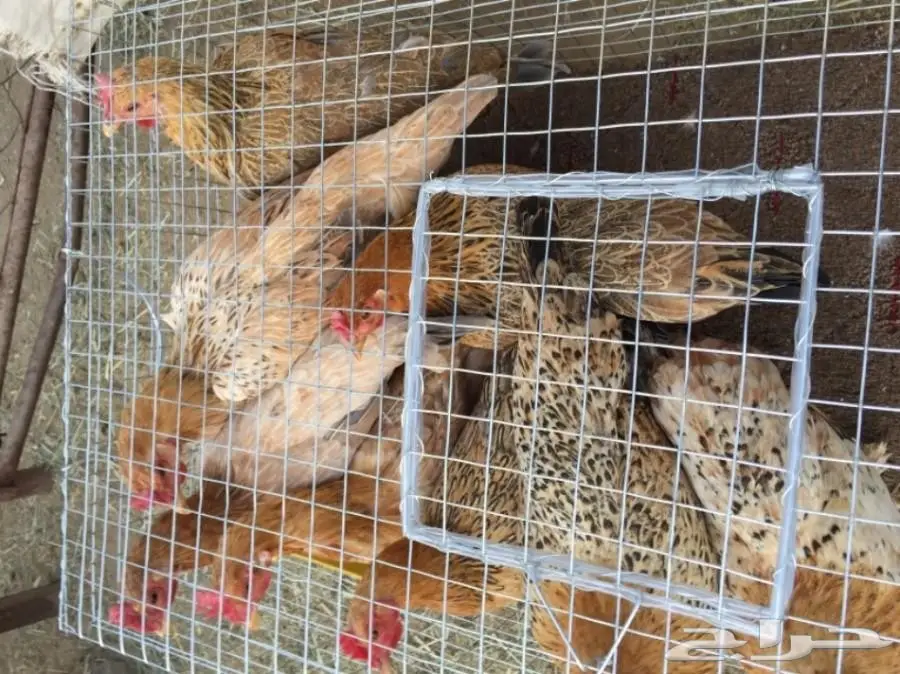 دجاج مهجن براهما (image 4)