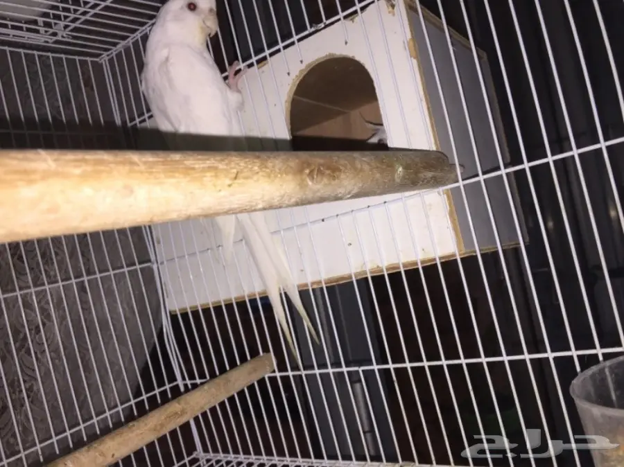 جوز كروان اللبينو 