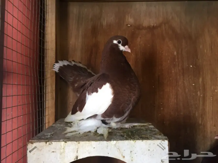 فولكا (image 1)