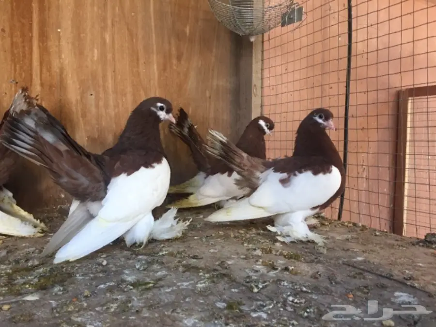 فولكا (image 2)