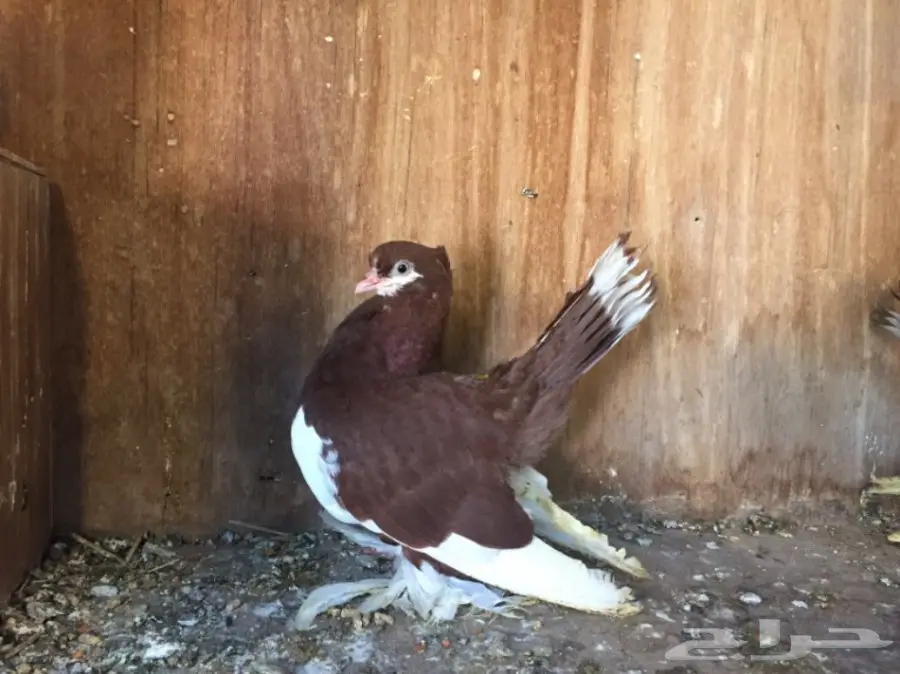 فولكا (image 3)