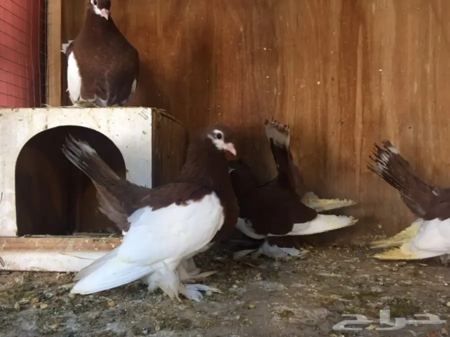 فولكا (image 4)