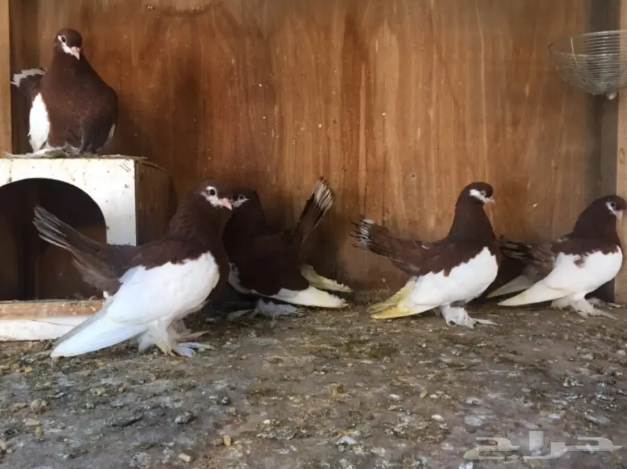 فولكا (image 5)