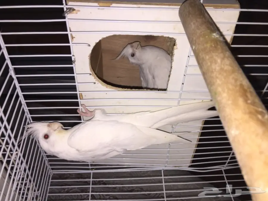 جوز كروان اللبينو  (image 1)