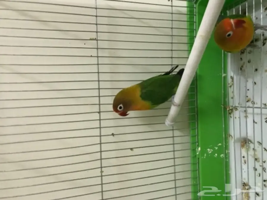 جوز روز للبيع  (image 2)