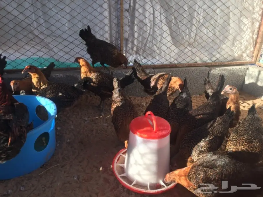 دجاج فيومي أحمر - فرصة لا تُفوت! (image 1)