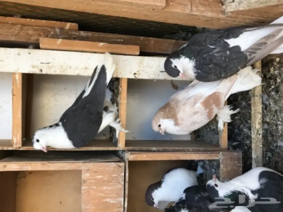 حمام شيرازي ولاهوري (image 1)