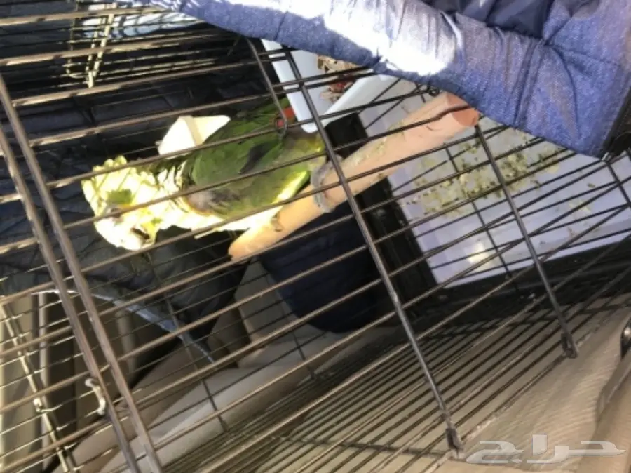 أمازوني للببع