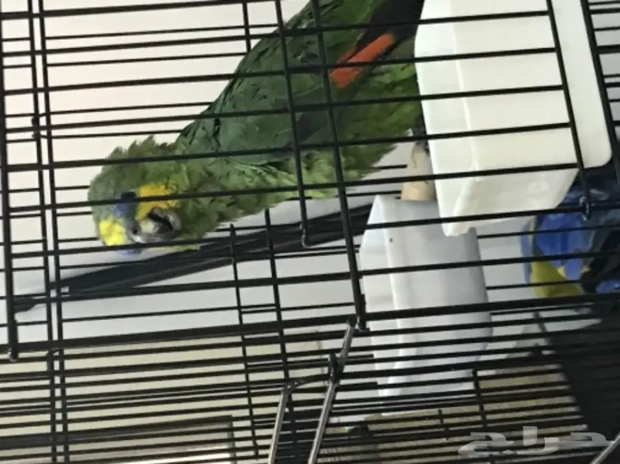 أمازوني للببع (image 1)