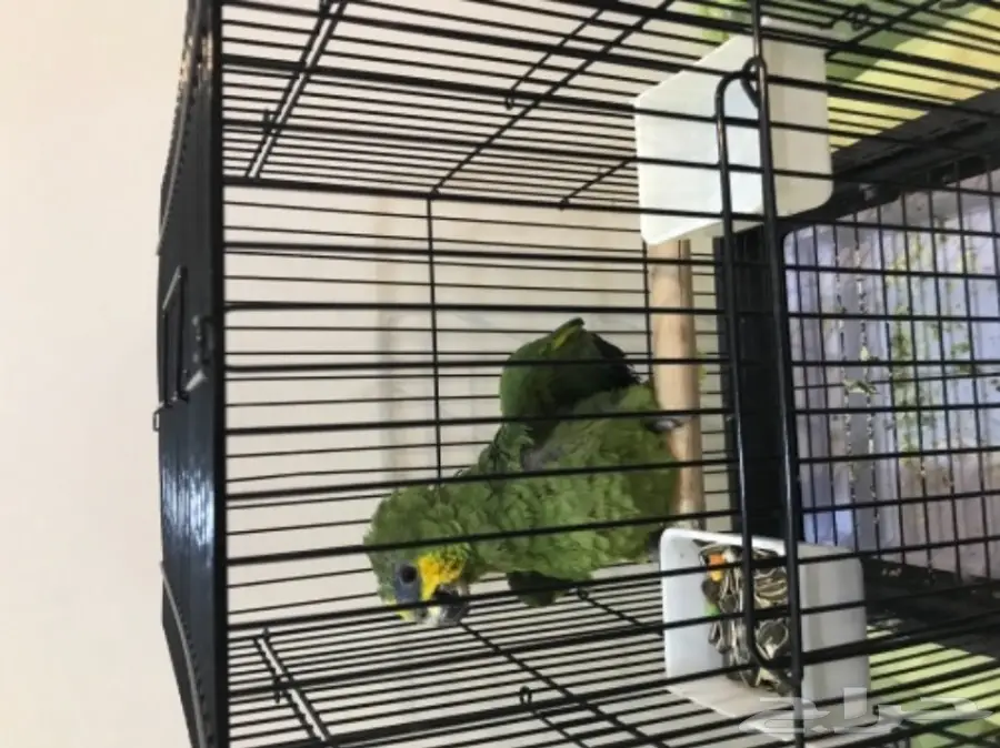 أمازوني للببع (image 2)