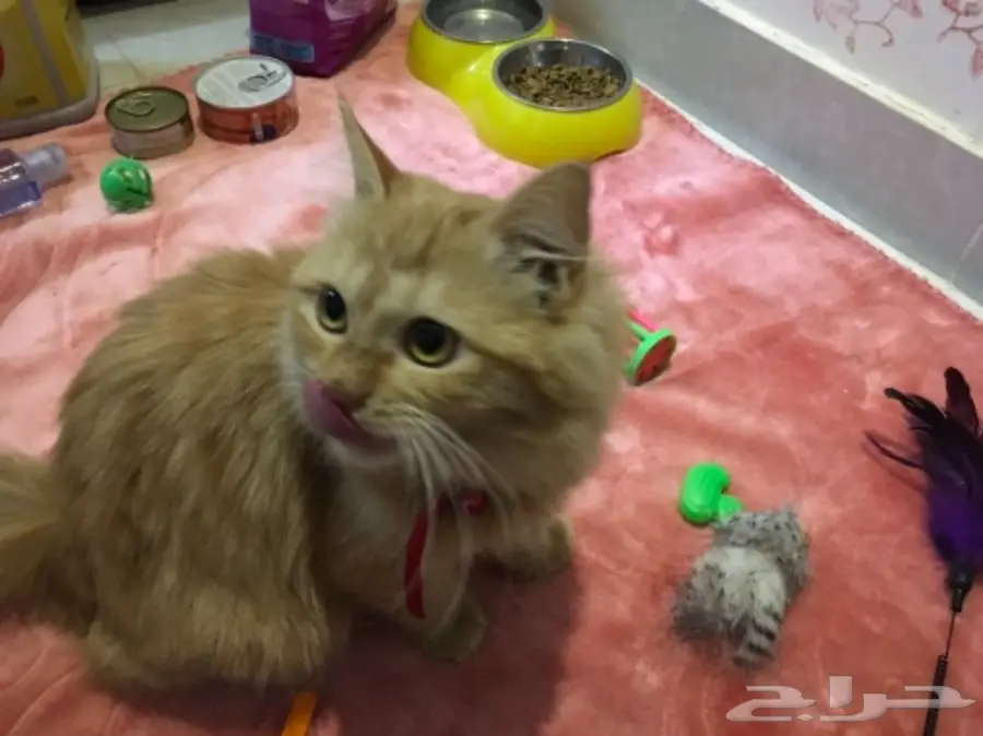 قطة شيرازي (image 1)