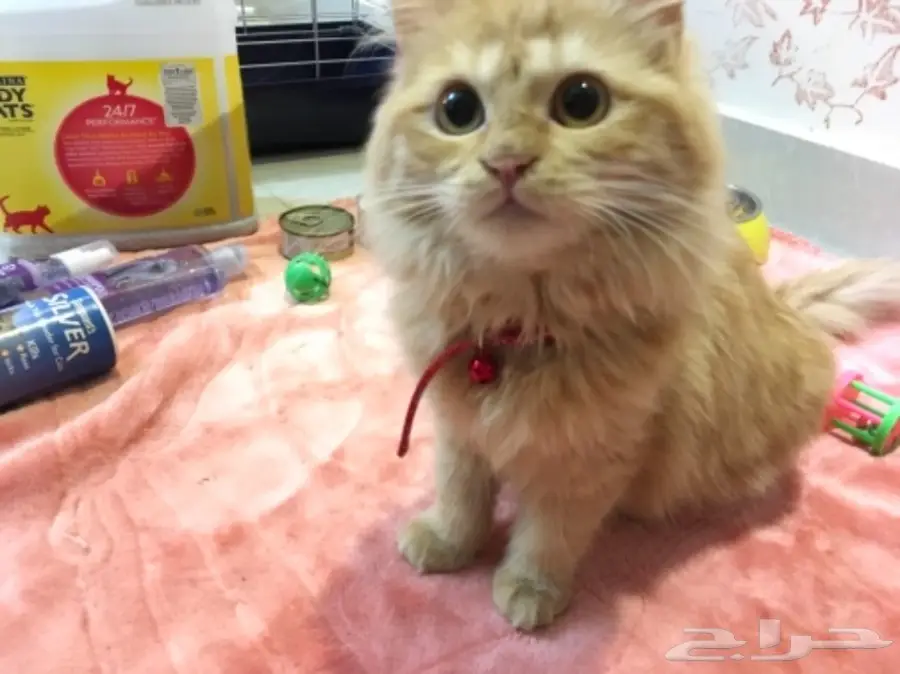 قطة شيرازي (image 2)