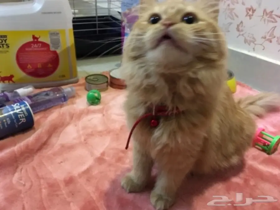 قطة شيرازي (image 3)