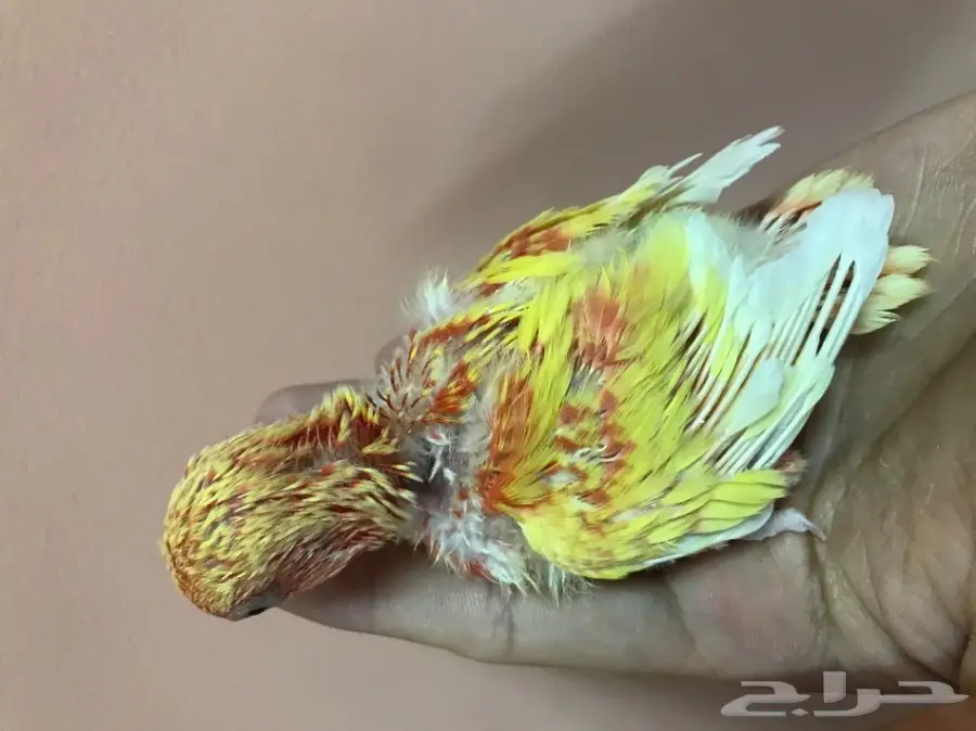 فرخ روز غرانيس ناري - فرخ استثنائي! (image 1)